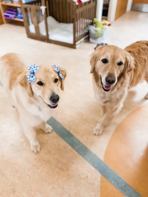 Bob and Dottie, Tufts Medical Center facility dogs